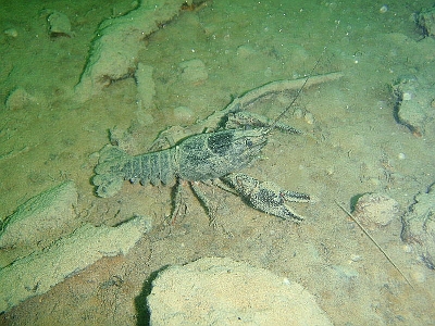 ASTACUS FLUVIATILIS